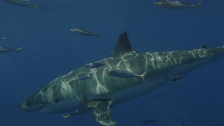 A shark swimming around fish