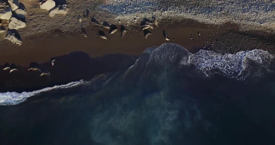 Seals lay on a beach in the sun