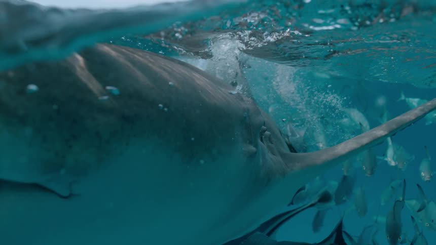 A shark swims at the ocean's surface