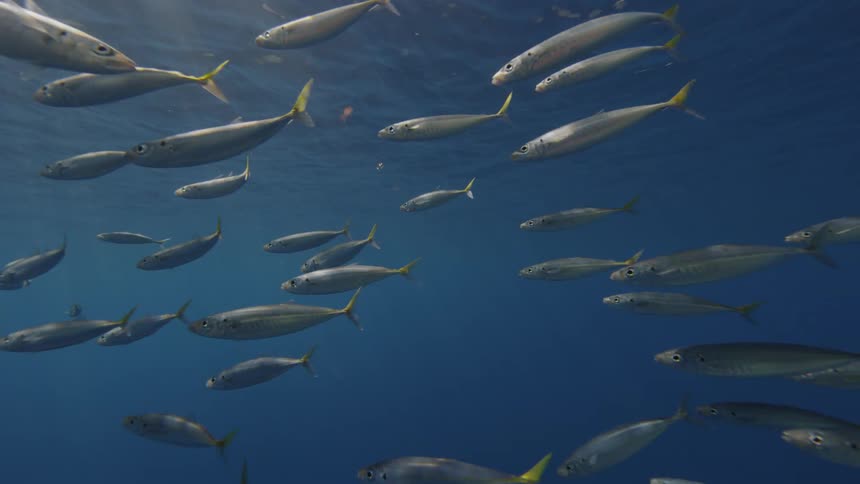 A school of fish are swimming in the ocean during the day