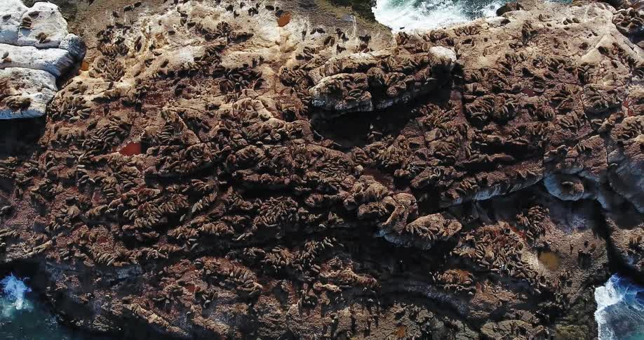 Sea lions cover a rocky coastal shore