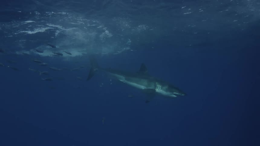 A shark swims ahead of a school of fish