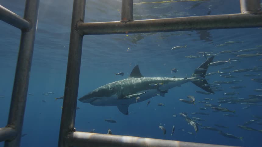 A shark and fish swim near a diving cage
