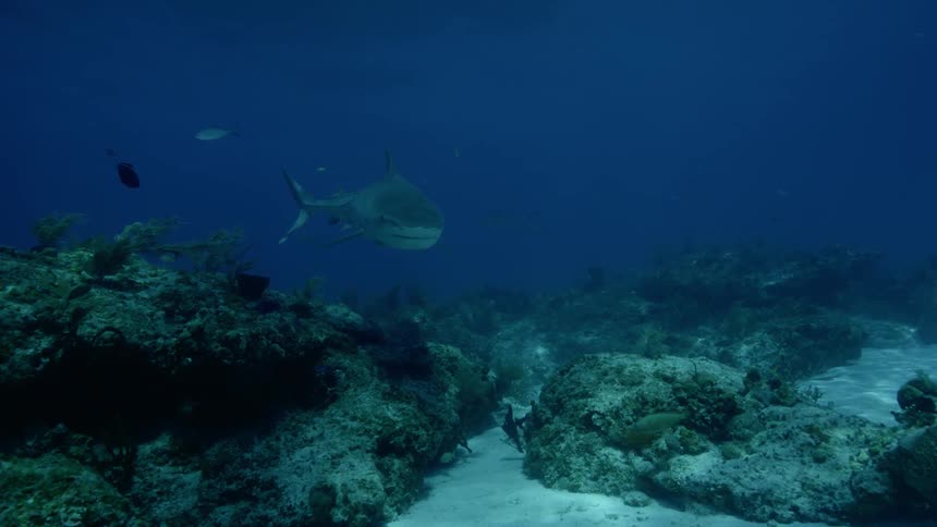 A great white shark swims near the ocean floor