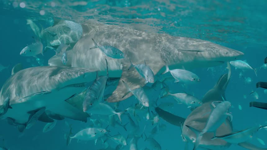 Sharks and fish swim just beneath the ocean's surface