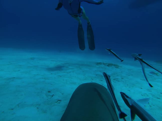 A diver sims near some long, thin fish