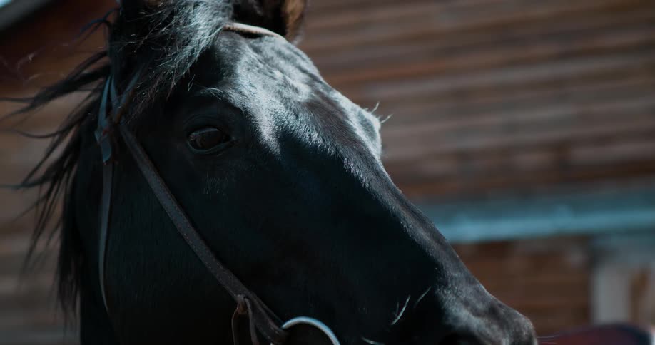A horse blinks its eyes