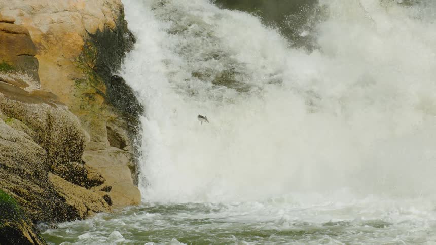 A fish jumps in a gushing river