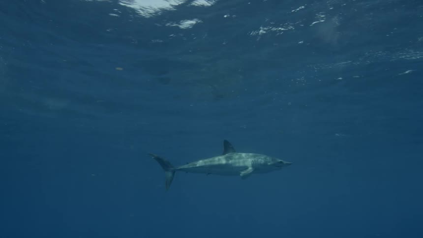 Shark swims in the water on a sunny day