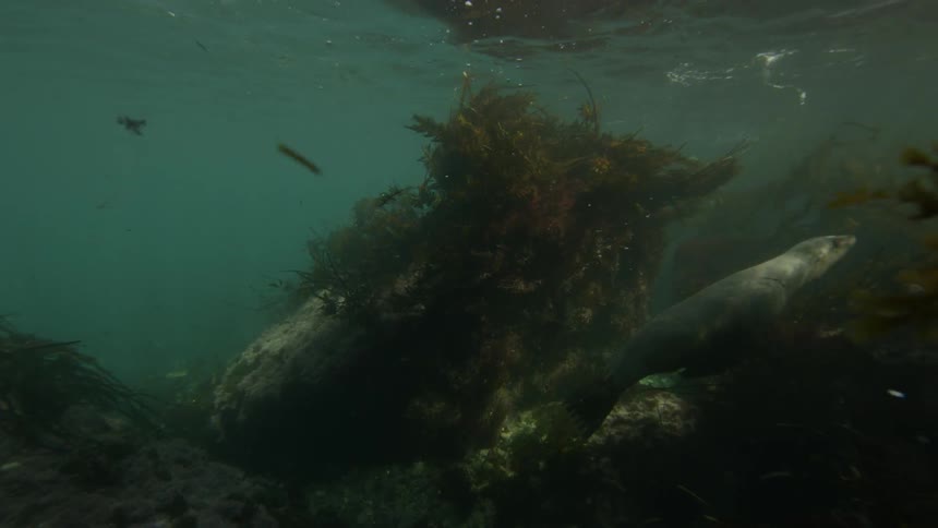 Otter swims through plants at the bottom of a body of water
