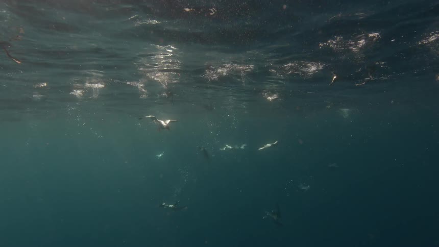 Seals dive into and swim in deep water