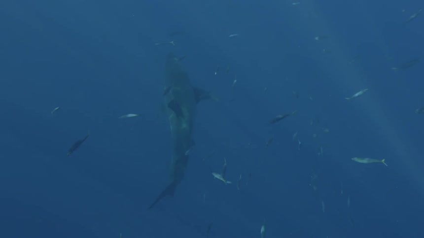 A shark and fish swim in the ocean