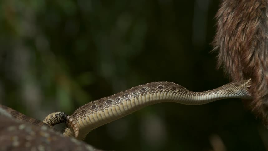 Snake striking at an animal