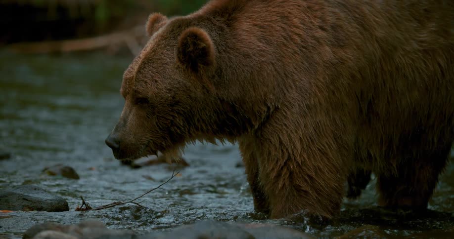 Bear splashes paws into a shallow stream