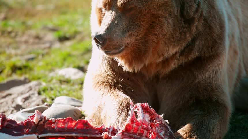 Bear eating a carcass in nature