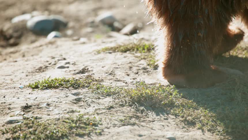 A dripping bear walks across some dirt