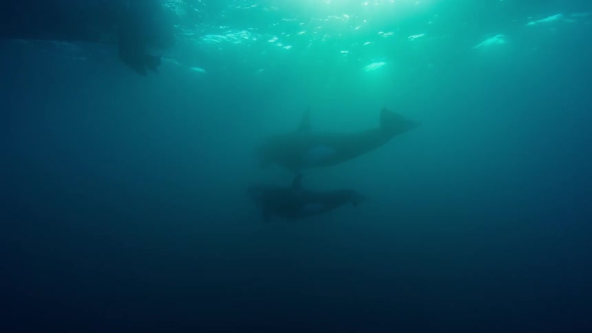 Killer whales swim near the ocean surface