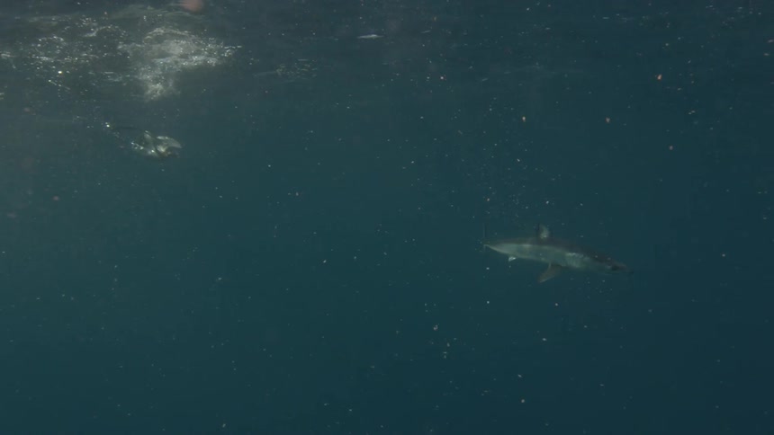 Shark swims in water on a sunny day