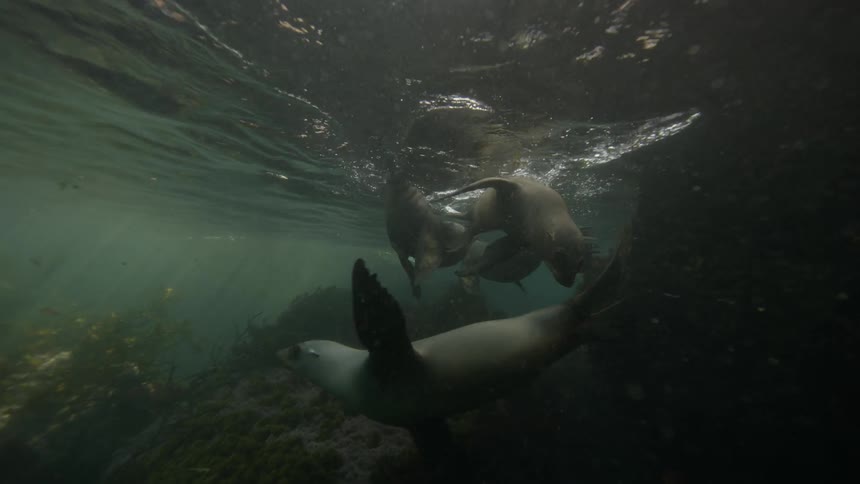 Seals underwater