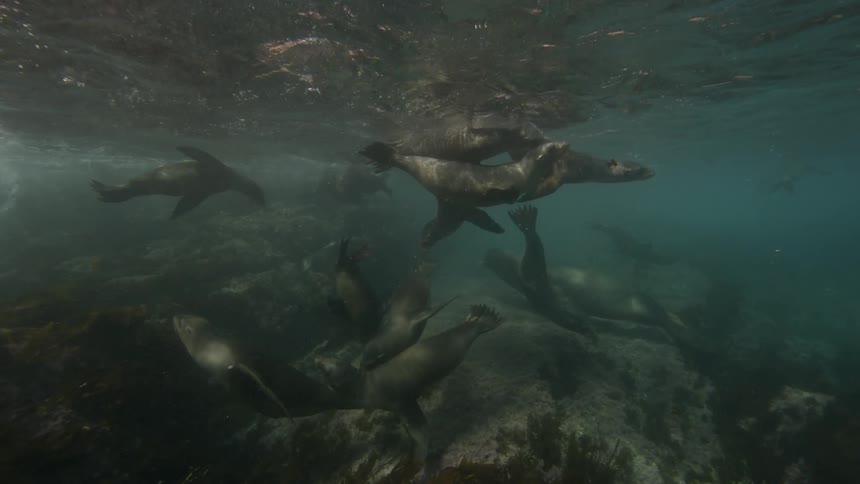 Seals swimming in shallow waters