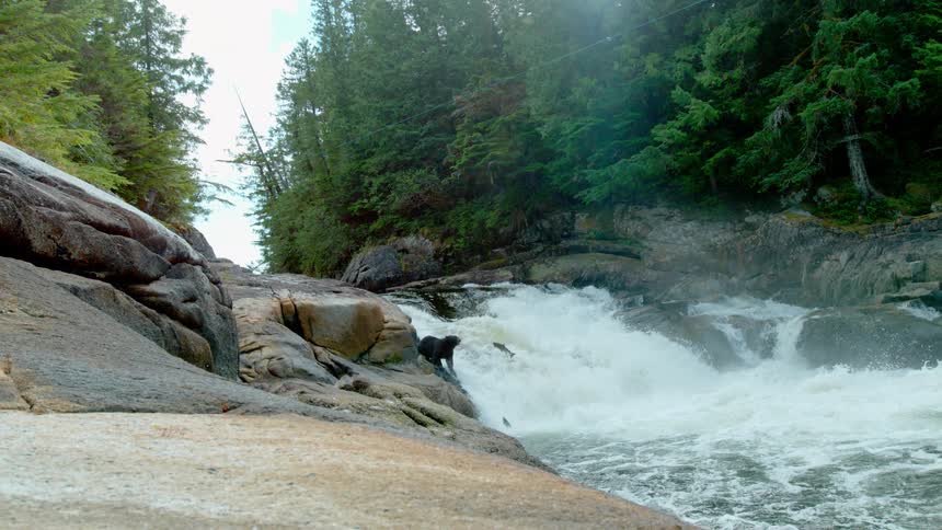A bear watches fish jumping upstream
