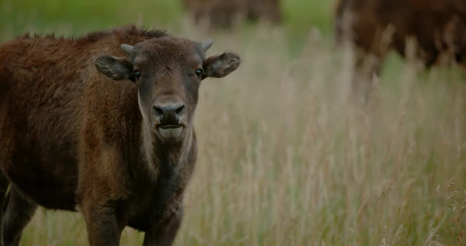 A cow with horns stands in a grassy meadow and licks its nose