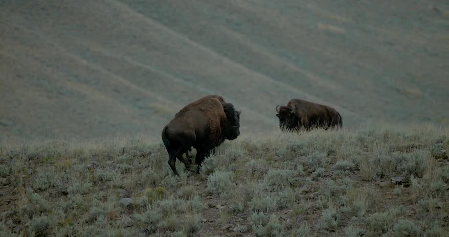 Bison walking up a hill