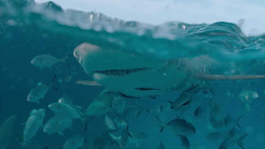 Fish and sharks swim near the ocean surface