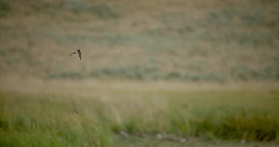 A large bird flies over a grassy meadow