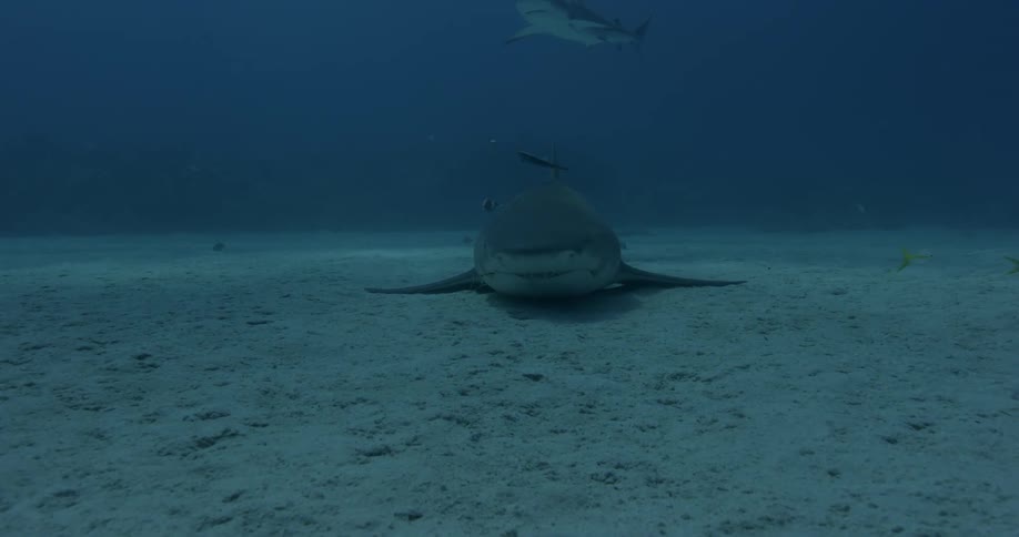 A shark lying on the ocean floor