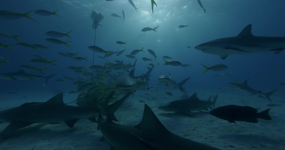 Sharks and fish swim near the ocean surface