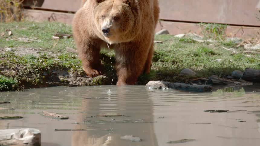 A bear drinks from a body of water on a sunny day