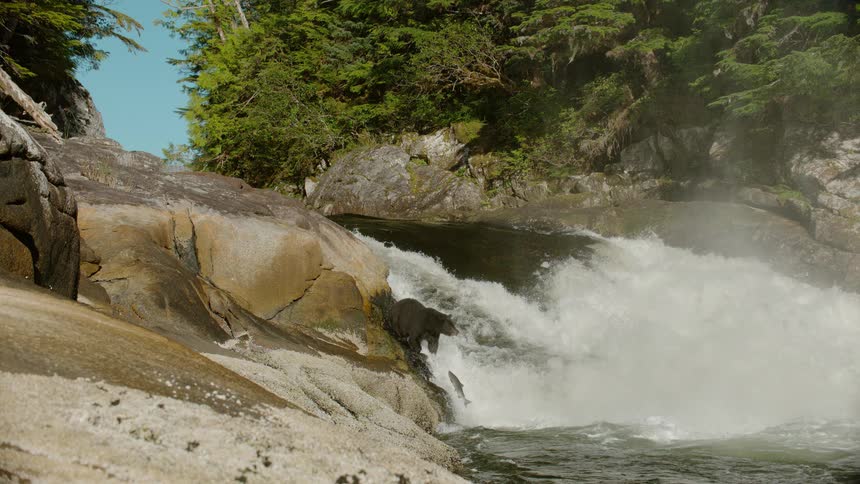 Bear catches a fish diving upstream in a river