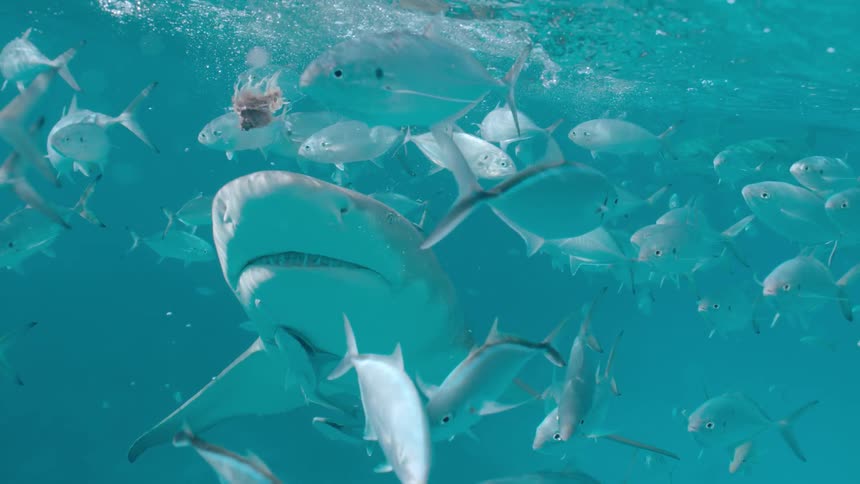 A shark swims through a school of fish and past a piece of bait
