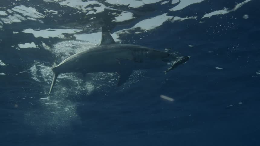 Shark swims up to the surface