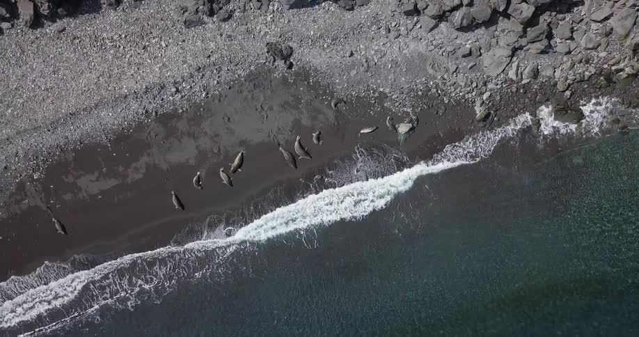 Seals line a sandy beach