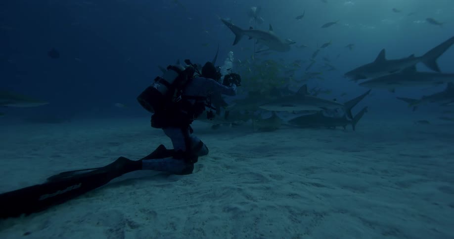A scuba diver photographs sharks and fish in the ocean