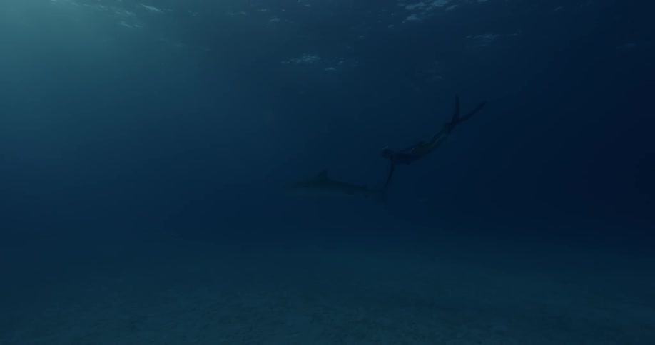 Two sharks swim near the ocean floor