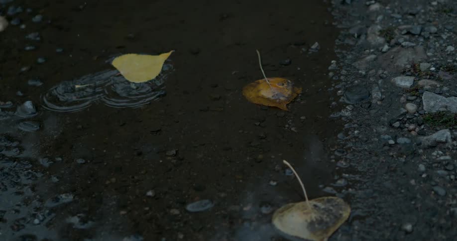 Leaf falls into a small puddle