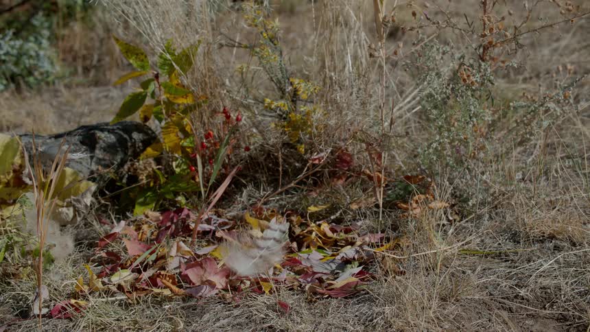 A bird's feather falls to the ground during the day