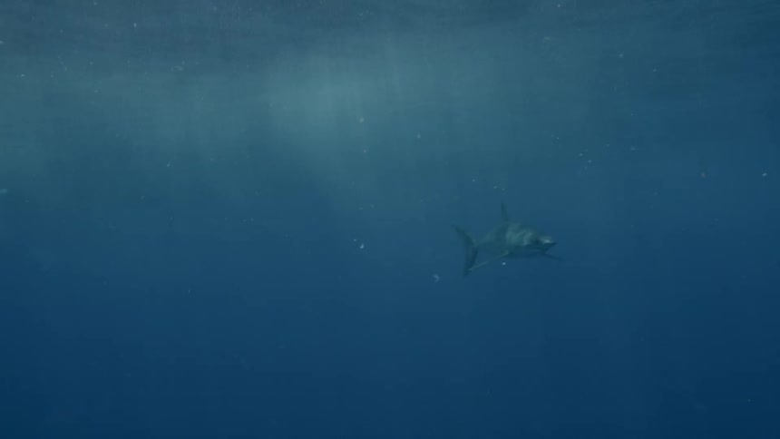 A shark swimming through murky blue water