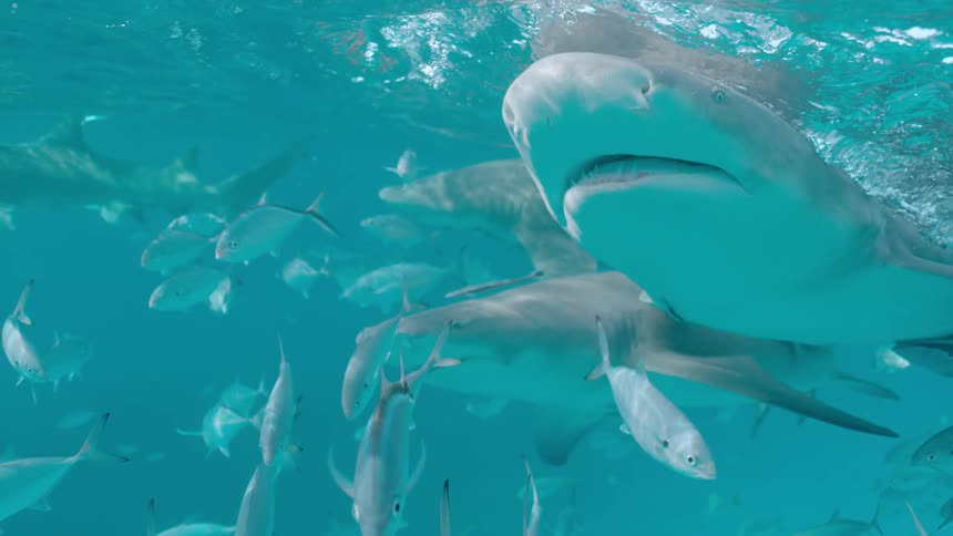 Fish and sharks swim near the ocean surface