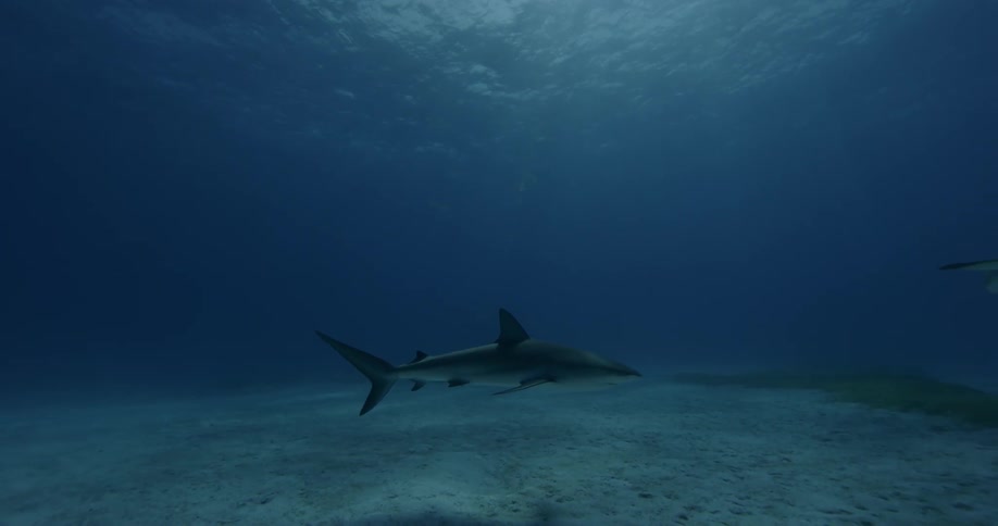 Sharks swim in the ocean near the sandy bottom
