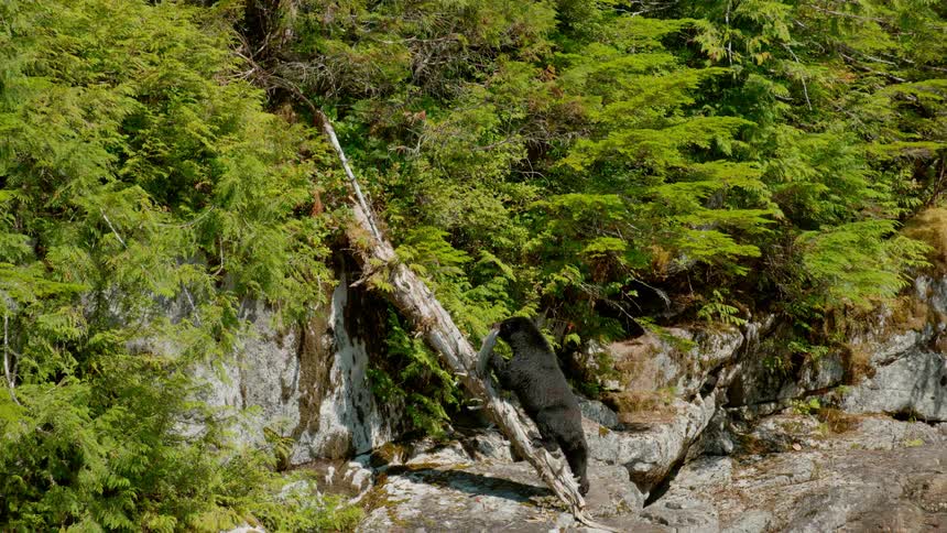 Bear carries a fish back into the woods