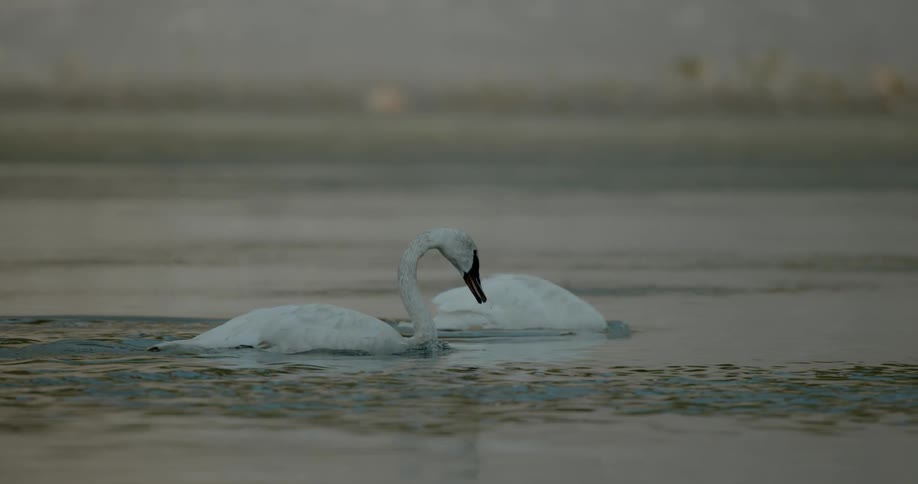 Two swans float and feed on a lake