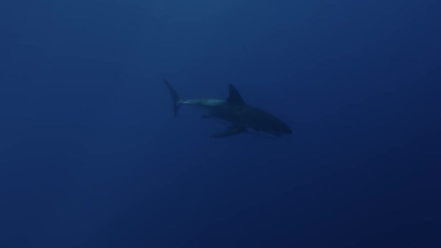 A shark is swimming in the ocean