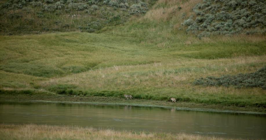 Two wolves walk along a riverbank