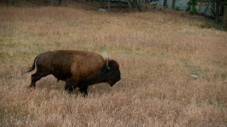 Buffalo charges through a field