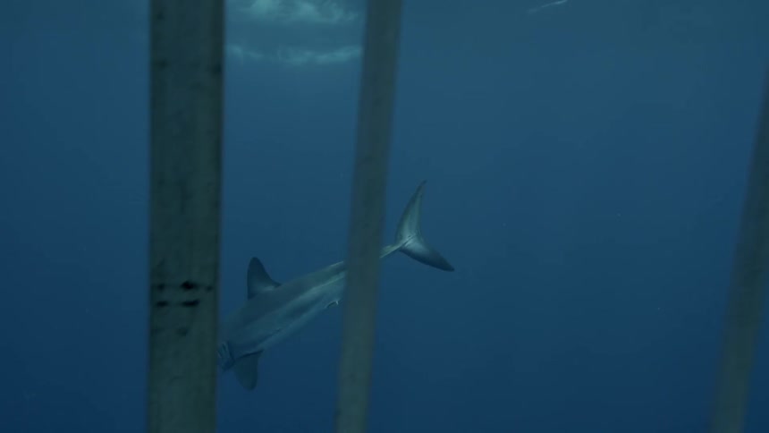 A shark swims near a diving cage