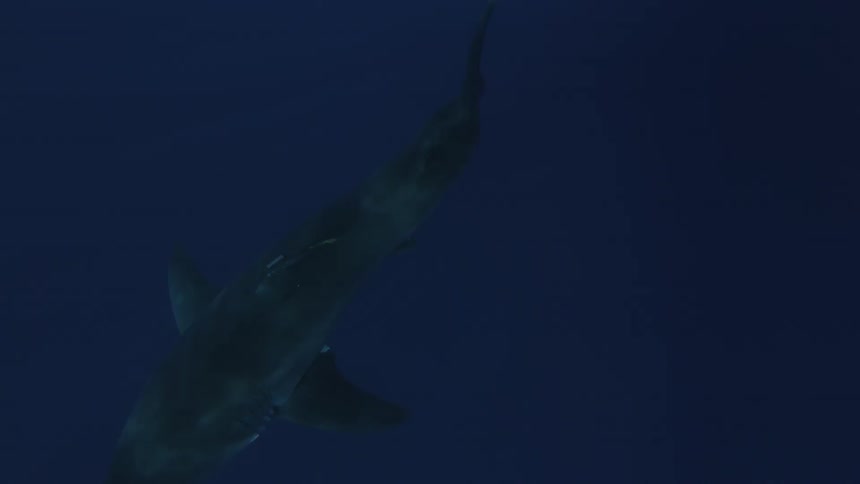 A shark swims in the ocean